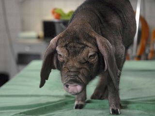 Tieraerztin Dr. Mertens