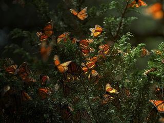 Insekten - Die heimlichen Herrscher
