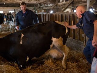 Der unglaubliche Dr. Pol