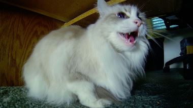 Der Katzenfluesterer