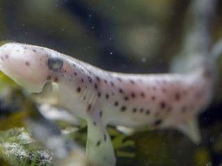 Ebbe - Ein tierisches Kammerspiel