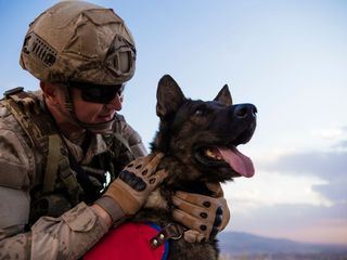 Tiere im Krieg - Begleiter und Beschuetzer