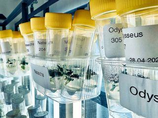 Die Nordreportage: Kartoffeln - Die perfekte Knolle Die Nordreportage: Kartoffeln - Die perfekte Knolle