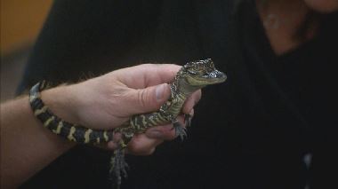 Hardcore Pawn - Das haerteste Pfandhaus Detroits