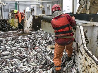 Frosta: Vom Fischdampfer zum Fertiggericht