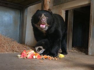 Zoo und so - Tierisch wild!
