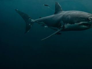 Boss Hai: Kampf der Geschlechter Boss Hai: Kampf der Geschlechter