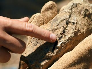 Geheimnisse der Jurassic-Saurier