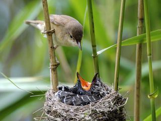 NaturNah: Zum Kuckuck nochmal