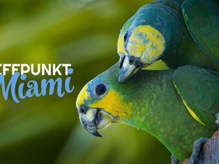Treffpunkt Miami