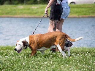 Pitbulls auf Bewaehrung