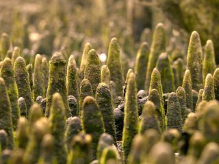 Brahmaputra - Der grosse Fluss vom Himalaya