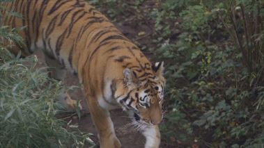 Bronx Zoo - Tierpark der Superlative
