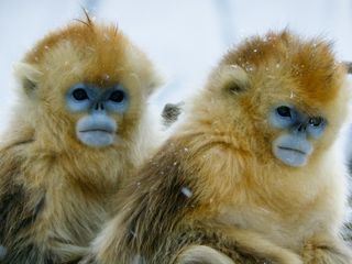 Chinas wildes Tierreich