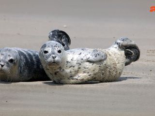 Notruf Nordseekueste: Die Robben-Retter