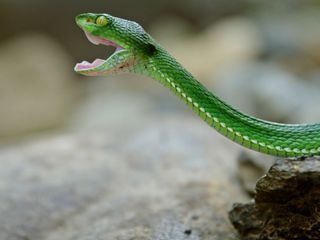 Kambodschas groesster Regenwald