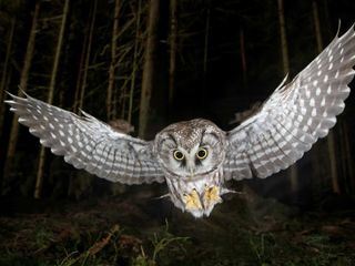 Die Nacht erwacht! Über Leben im Wald