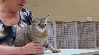 Der Katzenfluesterer