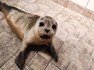 Texel, da will ich hin!