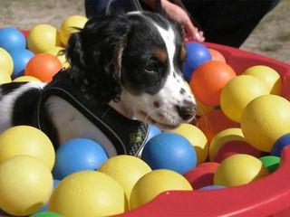 hundkatzemaus - Das Haustiermagazin