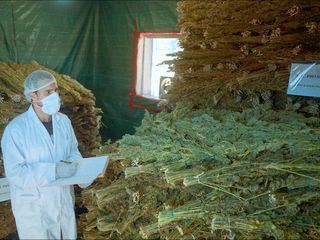 Kiff im Rif: Marokkos Cannabis-Wende