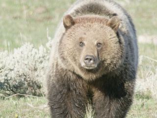 Yellowstone - Park der Extreme