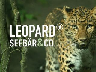 Leopard, Seebaer & Co