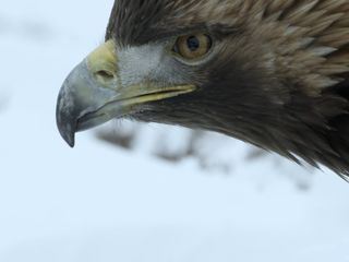 Die wilde Welt des Winters