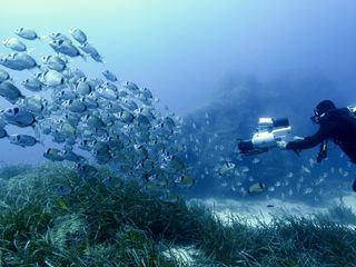 Mein Mittelmeer - Tauchgaenge ins Unterwasserreich
