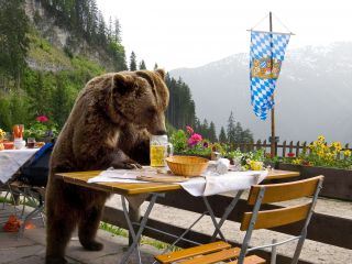 Der Baer ist los! Die Geschichte von Bruno