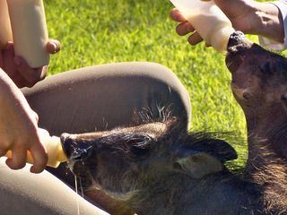 Das Waisenhaus fuer wilde Tiere