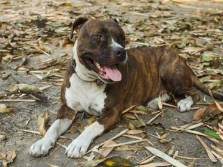 Pitbulls auf Bewaehrung