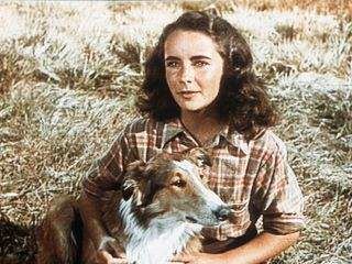 Lassie - Held auf vier Pfoten