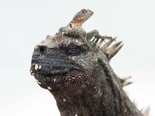 Witzig und wild - Die kuriosen Seiten der Tiere