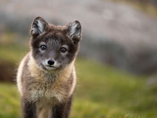 Unglaubliche Tierwanderungen