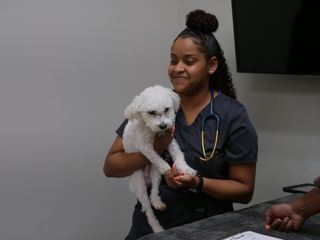 Die Tieraerzte von Houston