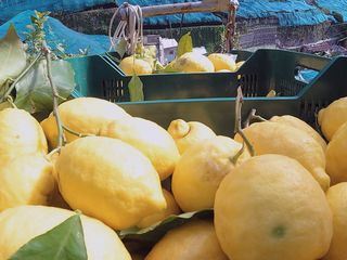 Die Welt der Zitrusfruechte