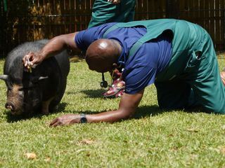 Critter Fixer: Zwei Tieraerzte fuer alle Felle