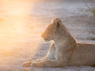Loewen: Das Gesetz des Rudels Loewen: Das Gesetz des Rudels