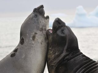 Wildes Amerika: Imposanter Nordwesten