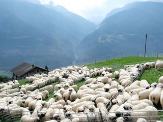 Das schoenste Schaf im Wallis