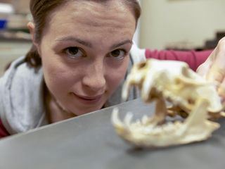 Wildtiere in der Kamerafalle