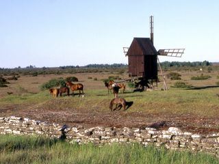 Öland - Blumenpracht auf kargem Felsen