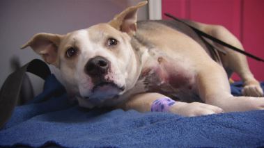 Tierarzt Dr. Jeff - Der Rocky Mountain Doc