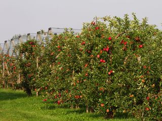 Ackern auf der Apfelplantage