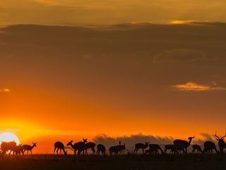 Afrikas Jaeger der Nacht