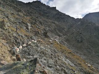 Auf uralten Pfaden - Viehtriebe im Hochgebirge
