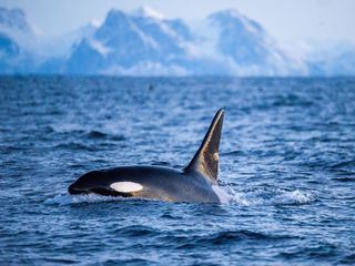 Expeditionen ins Tierreich