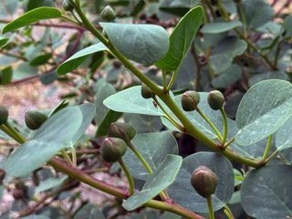 Die Welt der Gewuerze