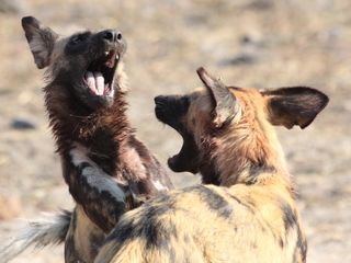 Der Hund - Des Menschen bester Freund